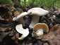 Nagy döggomba (Entoloma sinuatum), Őrség. Szürkés, benőtten szálas, nem higrofán, vékony húsú kalap